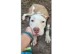 Adopt Sandy a White - with Brown or Chocolate American Pit Bull Terrier dog in