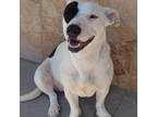 Adopt MARISOL a White - with Black Plott Hound / Terrier (Unknown Type