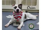 Adopt 24-03-0982 Orion a Pit Bull Terrier / Mixed dog in Dallas, GA (41122751)