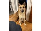 Adopt Luke a Tan/Yellow/Fawn - with White German Shepherd Dog / Mixed dog in