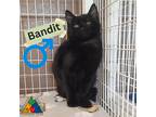 Adopt Bandit a All Black Domestic Shorthair (short coat) cat in Douglas