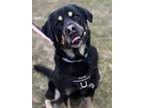 Adopt JJ (Overlooked) a Black Rottweiler / Mixed dog in Windsor, ON (40703221)