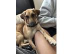 Adopt Potato a Tan/Yellow/Fawn German Shepherd Dog / Dachshund / Mixed dog in