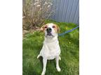 Adopt Kilo a White American Pit Bull Terrier / Mixed dog in Moncton