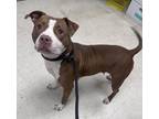 Adopt Cara a Brown/Chocolate American Pit Bull Terrier / Mixed dog in Gulfport