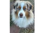 Adopt Maverick a Merle Australian Shepherd / Mixed dog in Parker, CO (41410559)