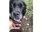 Adopt Chico a Black - with White American Pit Bull Terrier / Terrier (Unknown