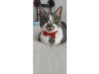 Adopt Bo a Gray, Blue or Silver Tabby Domestic Shorthair / Mixed (short coat)