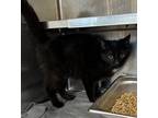 Adopt 18806 a Domestic Shorthair / Mixed cat in Covington, GA (41410379)