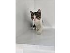 Adopt Ruth a White Domestic Shorthair / Domestic Shorthair / Mixed cat in