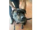 Adopt Jack Sparrow (Underdog) a Brown/Chocolate Mastiff / Mixed Breed (Medium) /