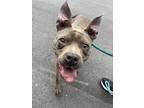 Adopt Jenny a Brown/Chocolate American Pit Bull Terrier / Mixed dog in Atlanta