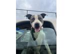 Adopt Knox a Gray/Blue/Silver/Salt & Pepper American Pit Bull Terrier / Mixed
