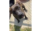 Adopt Layla a Brindle American Pit Bull Terrier / Mixed Breed (Medium) / Mixed