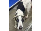 Adopt Mikey a White Mixed Breed (Large) / Mixed dog in Georgetown, SC (41410643)