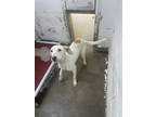 Adopt Nikki a White Mixed Breed (Large) / Mixed dog in Georgetown, SC (41410644)