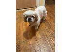 Adopt Molly a White - with Brown or Chocolate Shih Tzu / Mixed dog in Madison