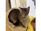 Adopt Peep 41272 a Domestic Shorthair / Mixed cat in Pocatello, ID (41392909)