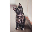 Adopt Dove a All Black Domestic Shorthair / Domestic Shorthair / Mixed (short