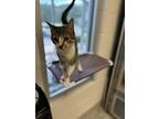 Adopt Velma a White Domestic Shorthair / Domestic Shorthair / Mixed cat in