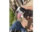 Adopt Scamper a Black - with White American Pit Bull Terrier / American