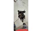Adopt 55878743 a Black Labrador Retriever / Terrier (Unknown Type