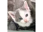 Adopt Artie a Gray or Blue Domestic Mediumhair / Domestic Shorthair / Mixed cat