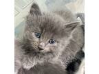 Adopt Arnie a Gray or Blue Domestic Longhair / Domestic Shorthair / Mixed cat in