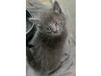 Adopt Aaliyah a Gray or Blue Domestic Longhair / Domestic Shorthair / Mixed cat