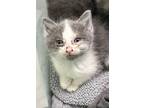 Adopt Adaline a Gray or Blue Domestic Longhair / Domestic Shorthair / Mixed cat