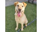 Adopt Leaf a Tan/Yellow/Fawn Labrador Retriever / Mixed dog in Calgary
