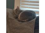 Adopt Grease a Gray, Blue or Silver Tabby Domestic Shorthair / Mixed (short
