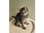 Adopt Pepper a Domestic Mediumhair / Mixed cat in Troy, VA (41356292)