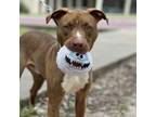 Adopt Messi a Brown/Chocolate American Pit Bull Terrier / Mixed Breed (Medium) /