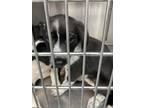 Adopt Zaria a Black Mixed Breed (Large) / Mixed dog in Newton, KS (41404303)