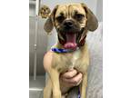 Adopt Jackson a Tan/Yellow/Fawn Pug / Beagle / Mixed dog in Voorhees