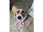 Adopt Maddox a Red/Golden/Orange/Chestnut Mixed Breed (Large) / Mixed dog in