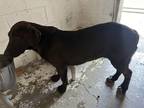 Adopt Smalls a Black Mixed Breed (Medium) / Mixed dog in Georgetown