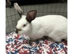 Adopt Buford a White American / American / Mixed rabbit in Norfolk
