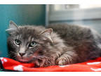 Adopt Yuno a Gray or Blue Domestic Mediumhair / Domestic Shorthair / Mixed cat