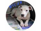 Adopt Micah a White Mixed Breed (Small) / Mixed dog in Sullivan, IN (41409430)
