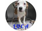 Adopt Luca a White Mixed Breed (Medium) / Mixed Breed (Medium) / Mixed (short