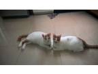 Adopt Palico and Pororo a White (Mostly) Turkish Van / Mixed (short coat) cat in