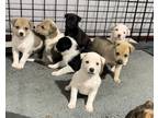 Adopt 9 Puppies a White - with Black German Shepherd Dog / Boxer / Mixed dog in