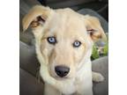 Adopt Ivy a Tan/Yellow/Fawn Husky / Labrador Retriever / Mixed dog in Boise
