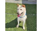 Adopt Boreum a White - with Tan, Yellow or Fawn Labrador Retriever / Jindo /