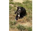 Adopt Dee a Black - with White Bullmastiff / Pitsky / Mixed dog in Bassett