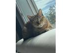 Adopt Shisui a Brown Tabby Tabby / Mixed (medium coat) cat in Chula Vista