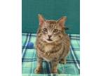 Adopt Tyrone a Domestic Shorthair / Mixed (short coat) cat in Neillsville