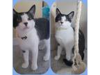 Adopt MICKEY a Black & White or Tuxedo Domestic Shorthair (short coat) cat in
